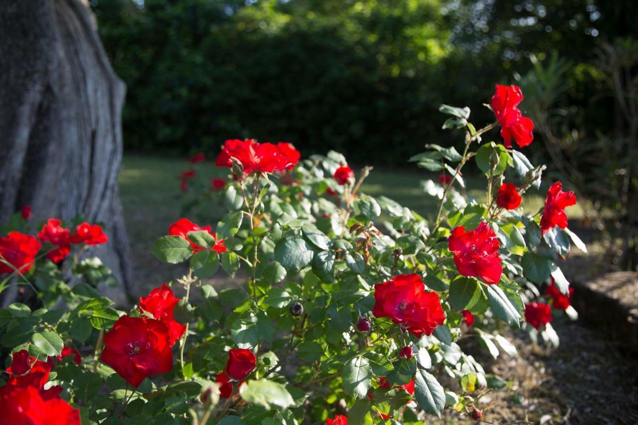 Grande Villa Storica Per Vacanze Con Giardino Privato E Piscina Ostra ภายนอก รูปภาพ